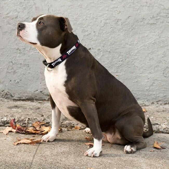 Thrasher - 15"-25" Dog Collar.