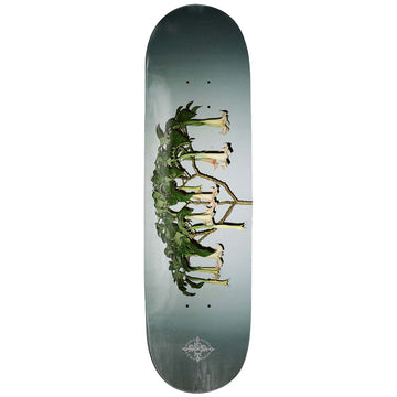 Pass~Port Angel Trumpets 8.125 Skateboard Deck